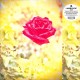 #4294 LP_02334